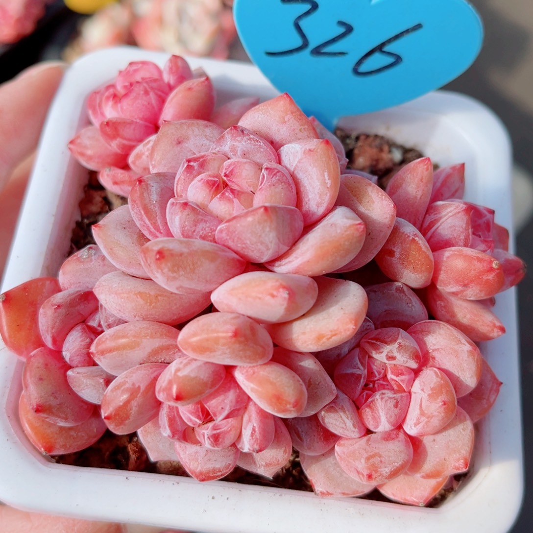 326号老桩石榴籽星影群