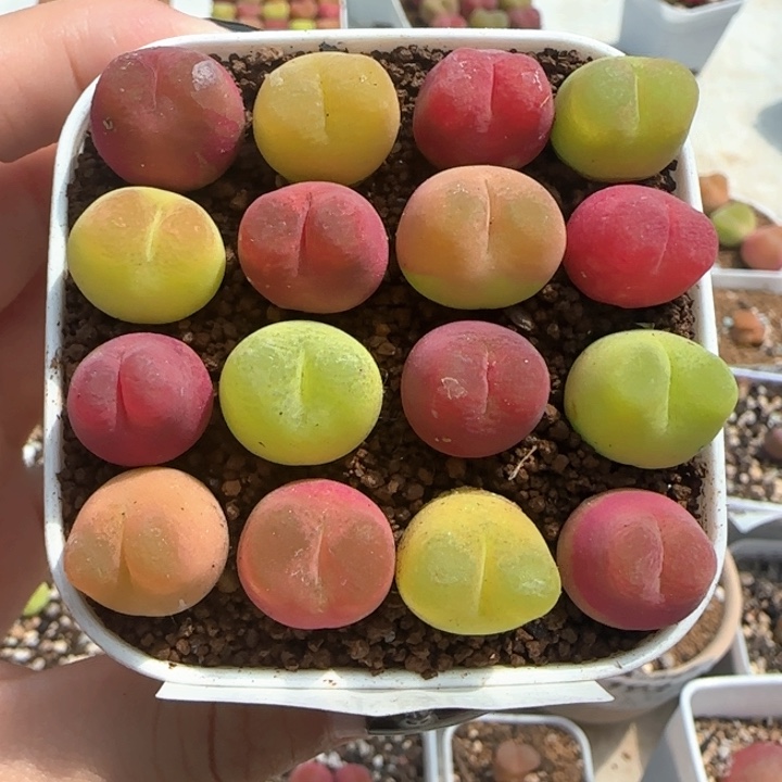 223彩毛1111111111111111