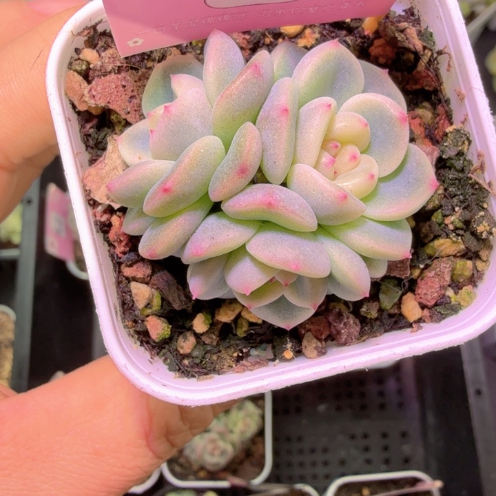 h***h秃子甜心多肉植物特