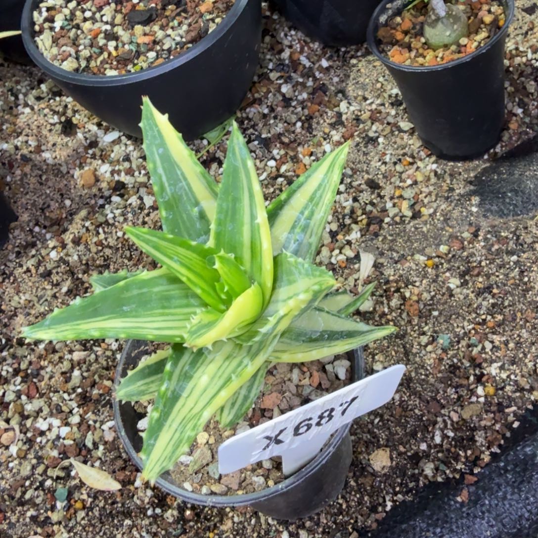 福利不夜城锦脱土发