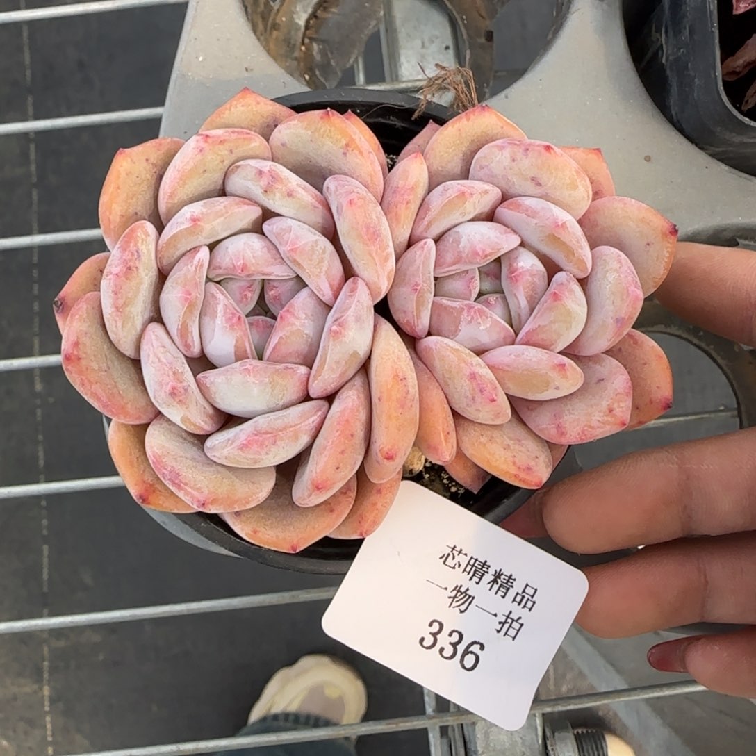 闪购精品多肉336号