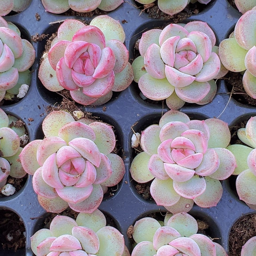 穴盘粉仙女5颗19包邮多肉