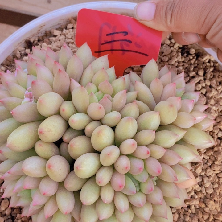 大半月没有睡了好