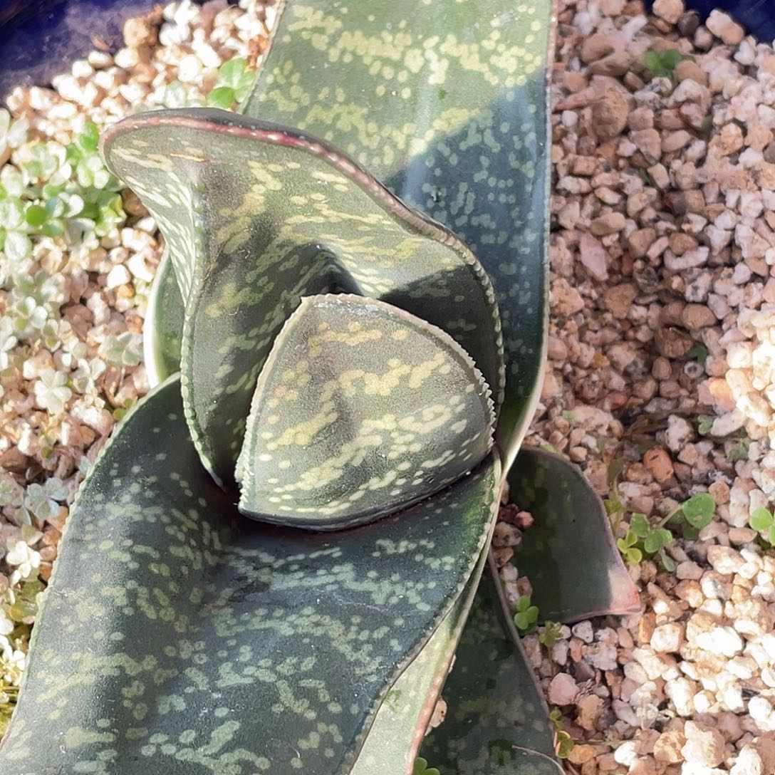302脱土发货11111111