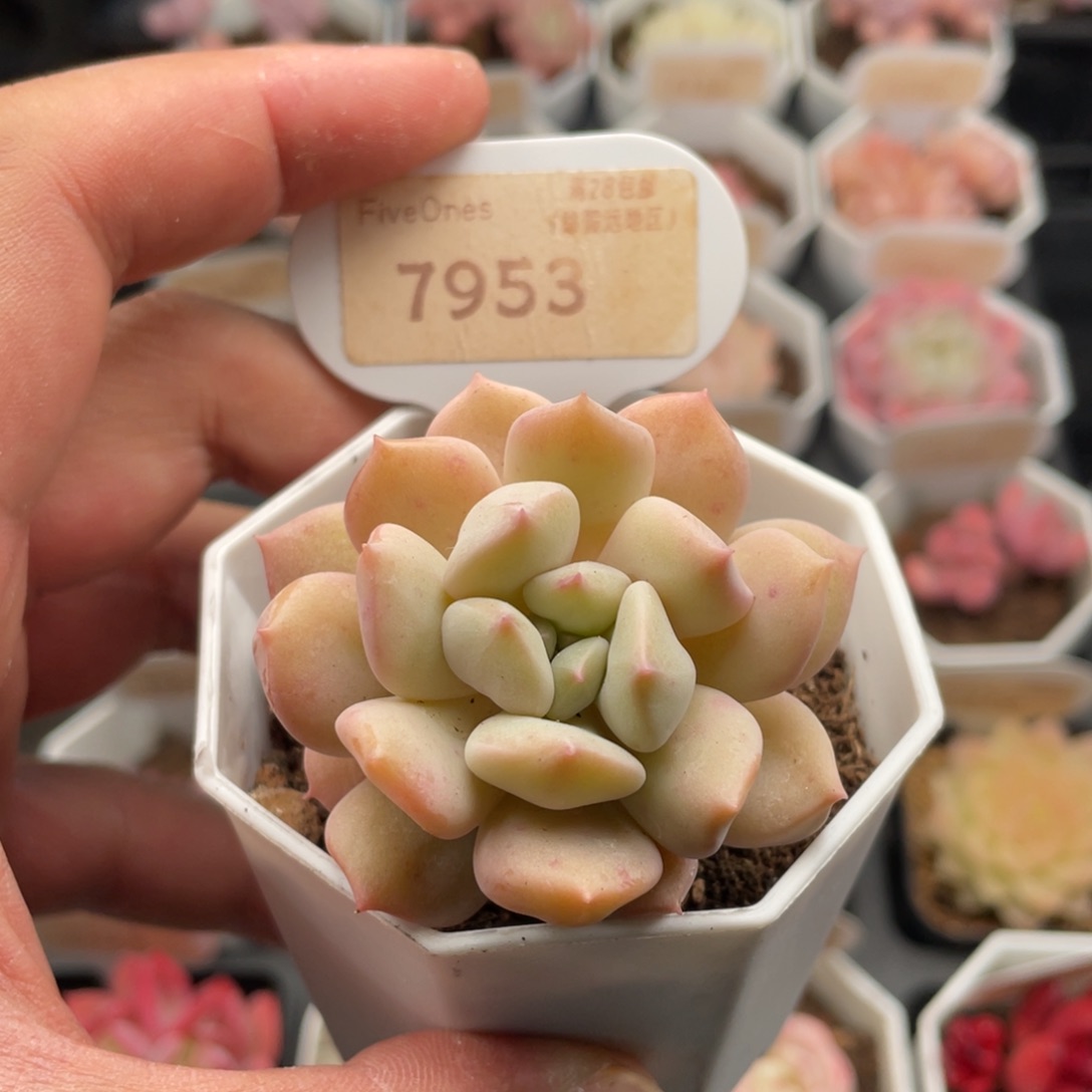 超奶7953-5.5厘米