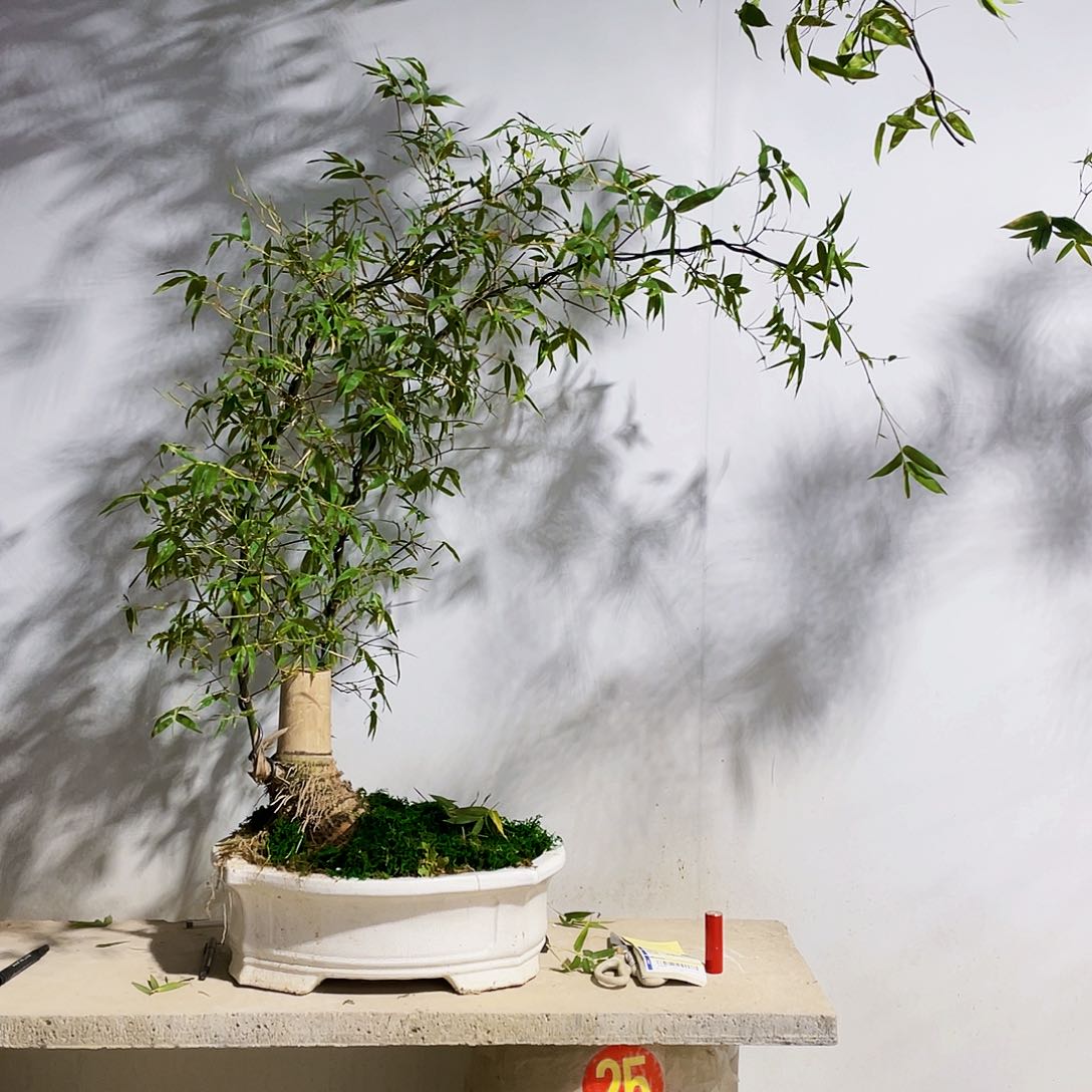 小叶簕竹熟桩陶瓷盆一物一拍