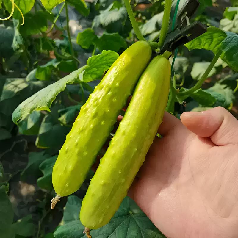 新鲜小嫩白玉黄瓜 北京密云农家肥种植黄瓜 新品种，脆甜嫩好吃 蔬菜