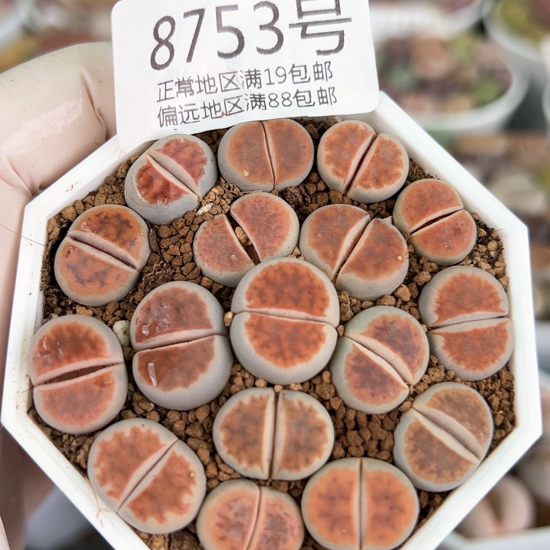 好养易活生石花大母本8753