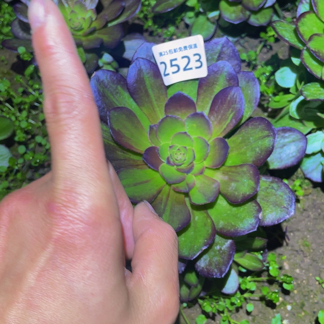 2523花月夜多肉植物