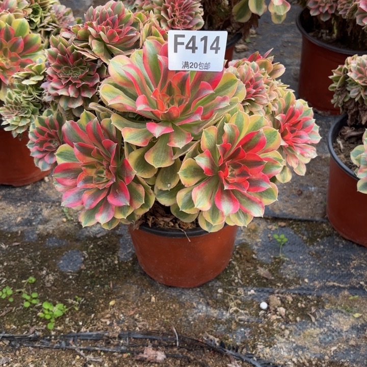 风***飘瑞妈，。。。。。。。414洛神缀