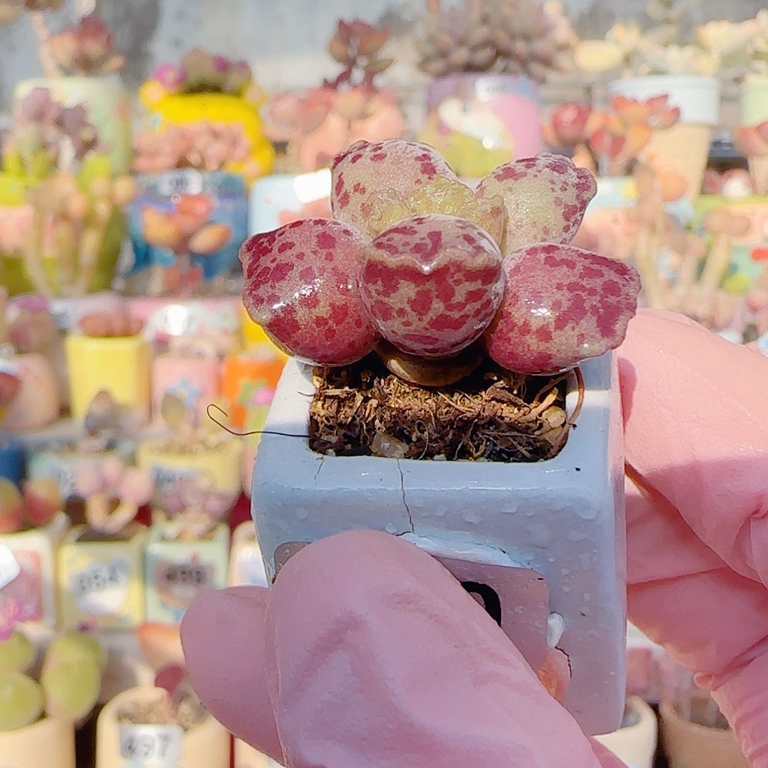 L 粉丸海豹 盆口2.5cm