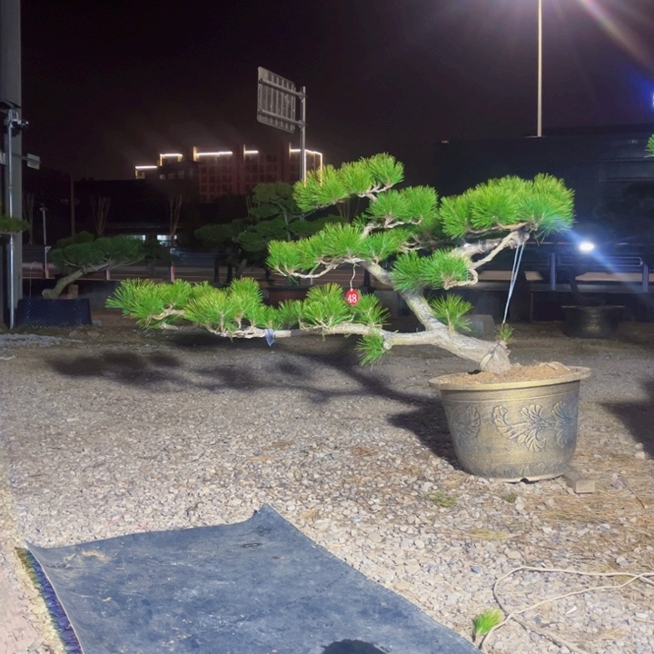 用***8完全开放黑松盆景庭院盆景