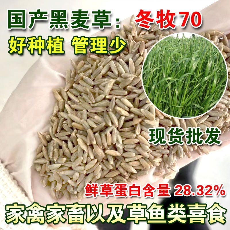 冬牧70黑麦草种子源头厂家秋播耐寒耐旱牛羊鲜饲料优质牧草商品图