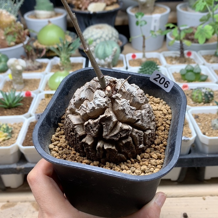 南非龟甲龙带盆6.8cm