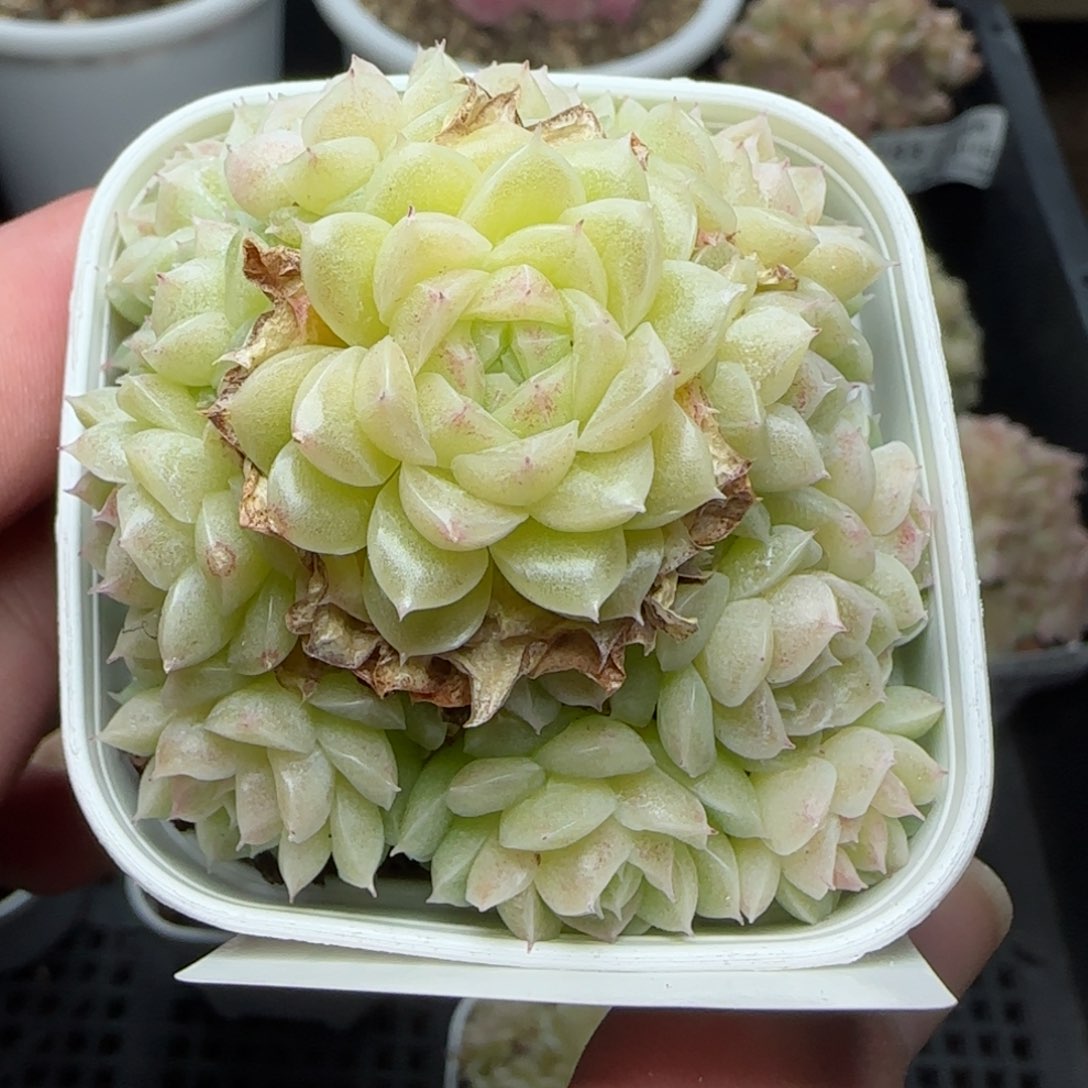 一***哦0214-195（FM-6）麦秆