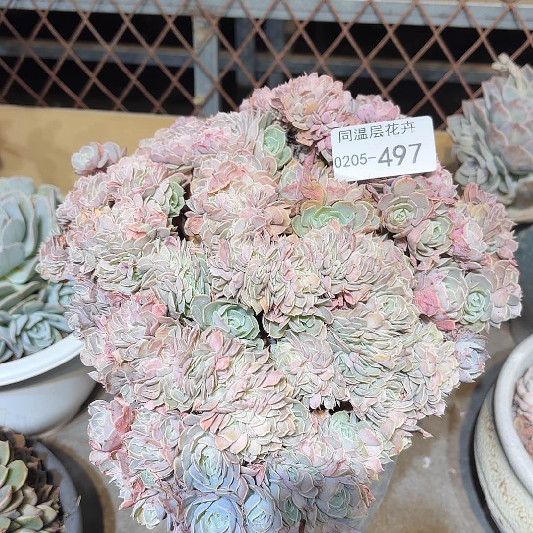 同温层多肉天赐497微瑕