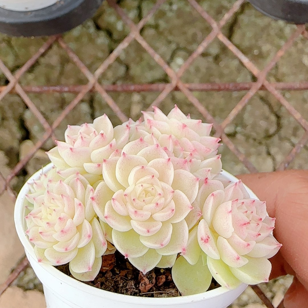 1218-48（ppt-38）优选多肉