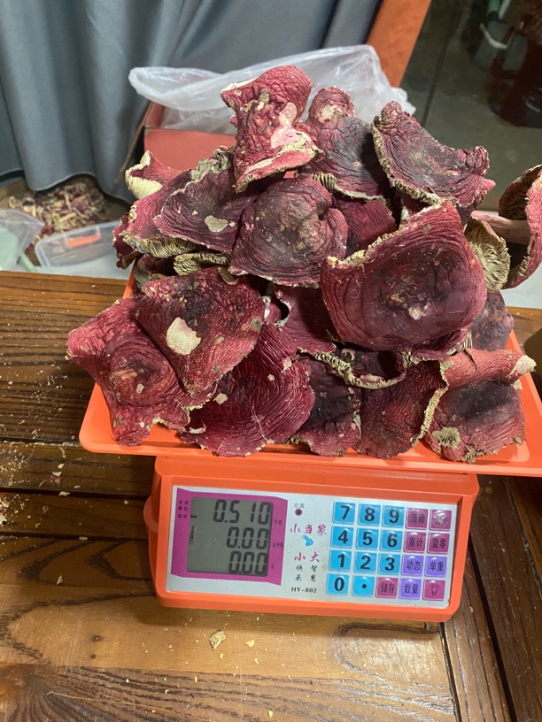 福建蓝底厚肉菇红菇干货汤鲜味美