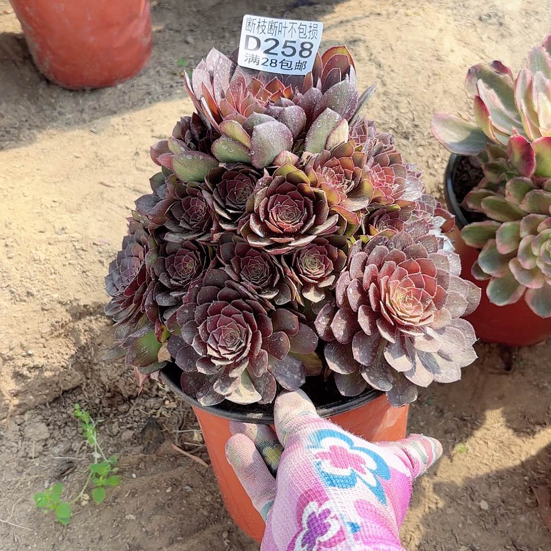 N. 258红魔多肉111111