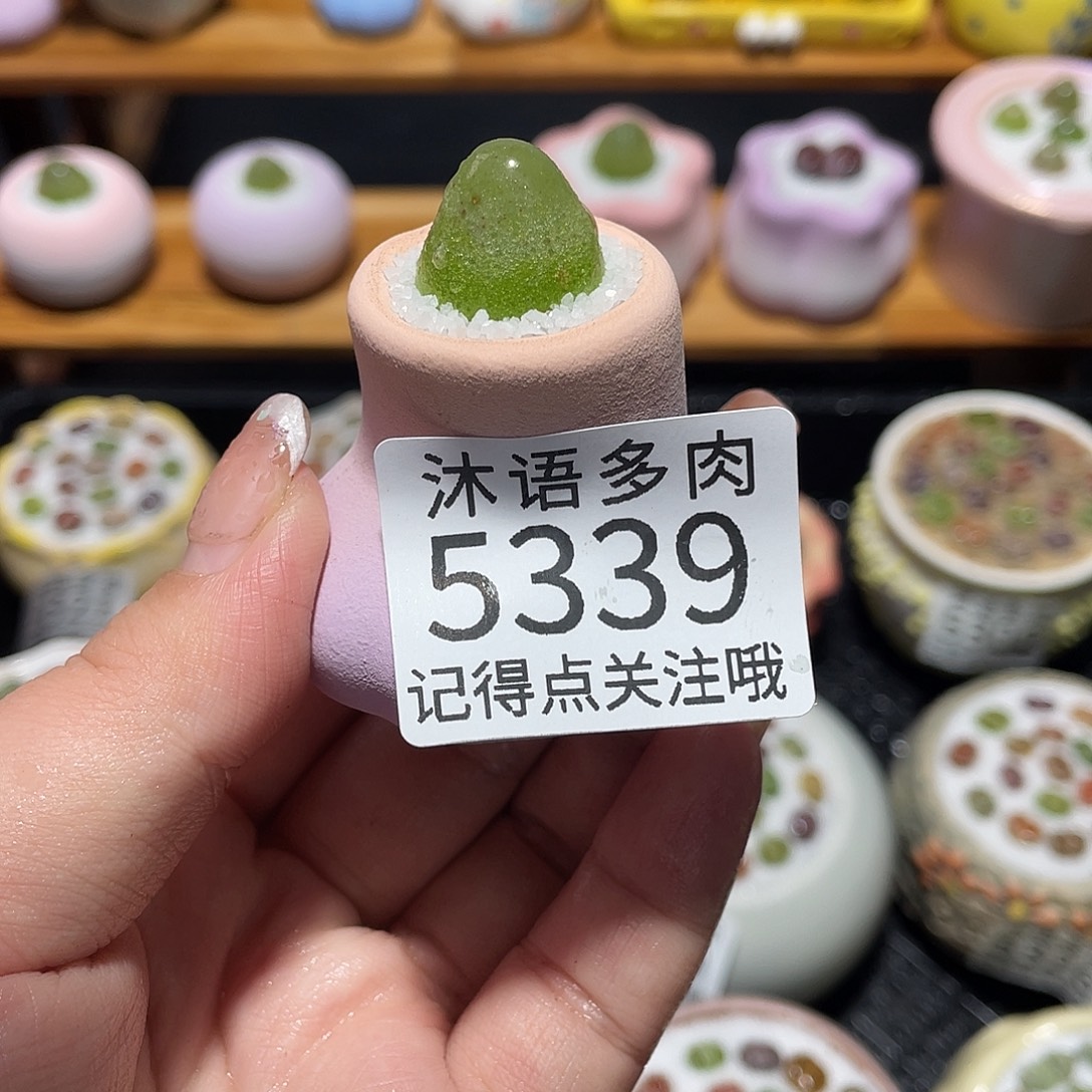 l***何带盆土植物 一物一拍5339