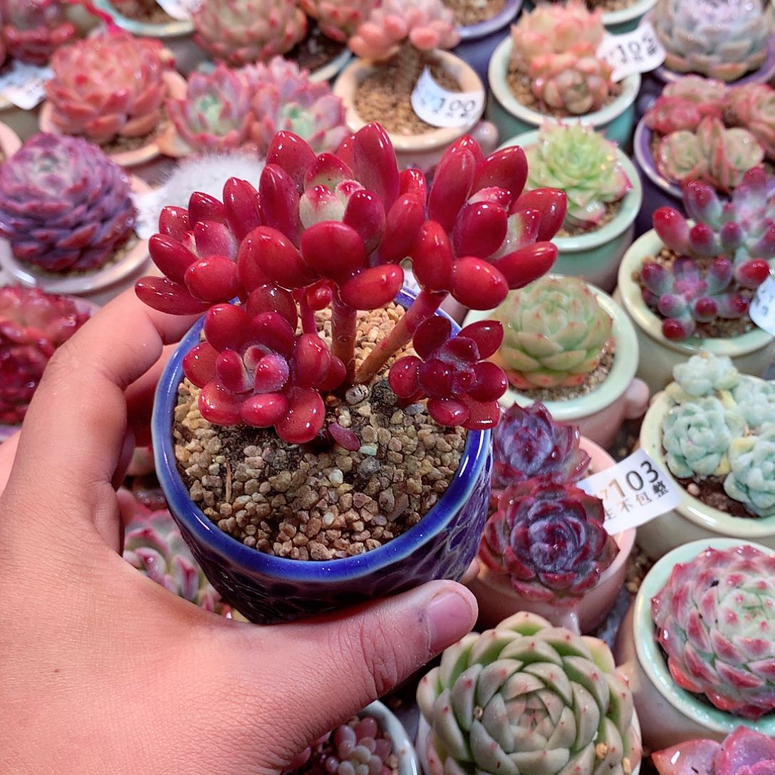 美肉肉哦哦哦哦哦哦