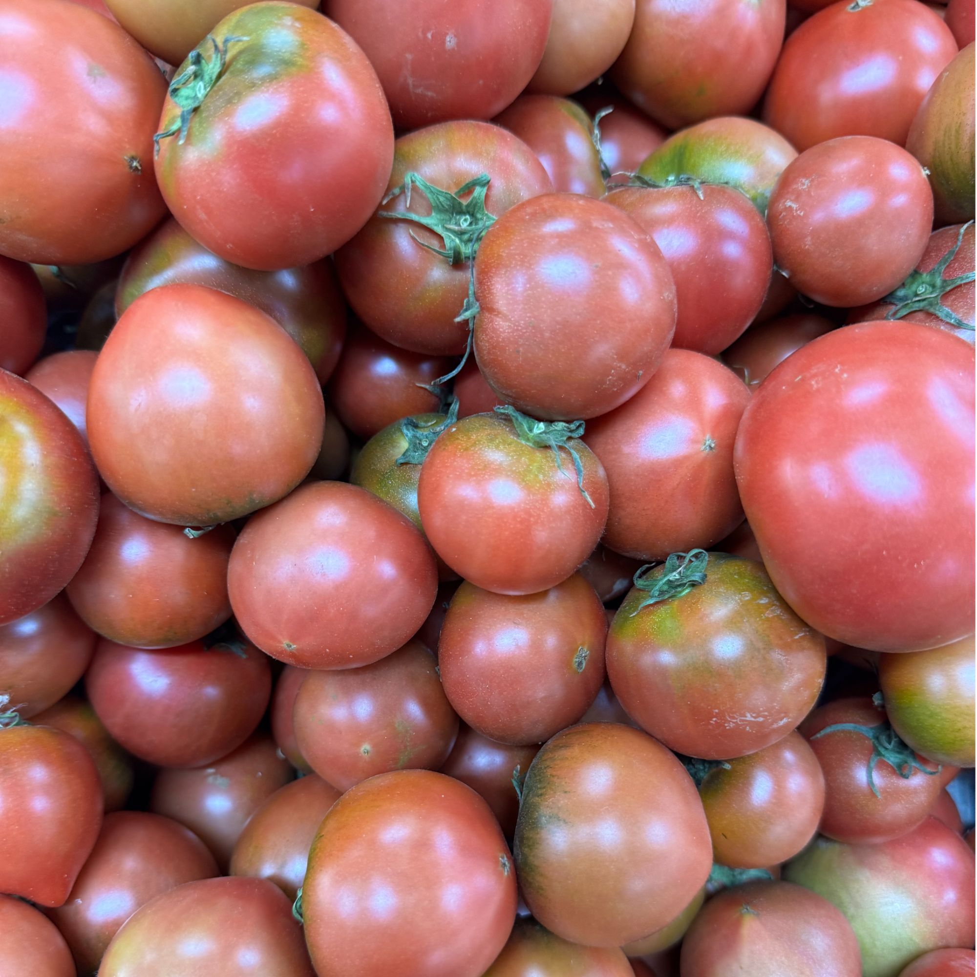 【优乐果甄选】草莓柿子约1500克草莓番茄内蒙古自治区