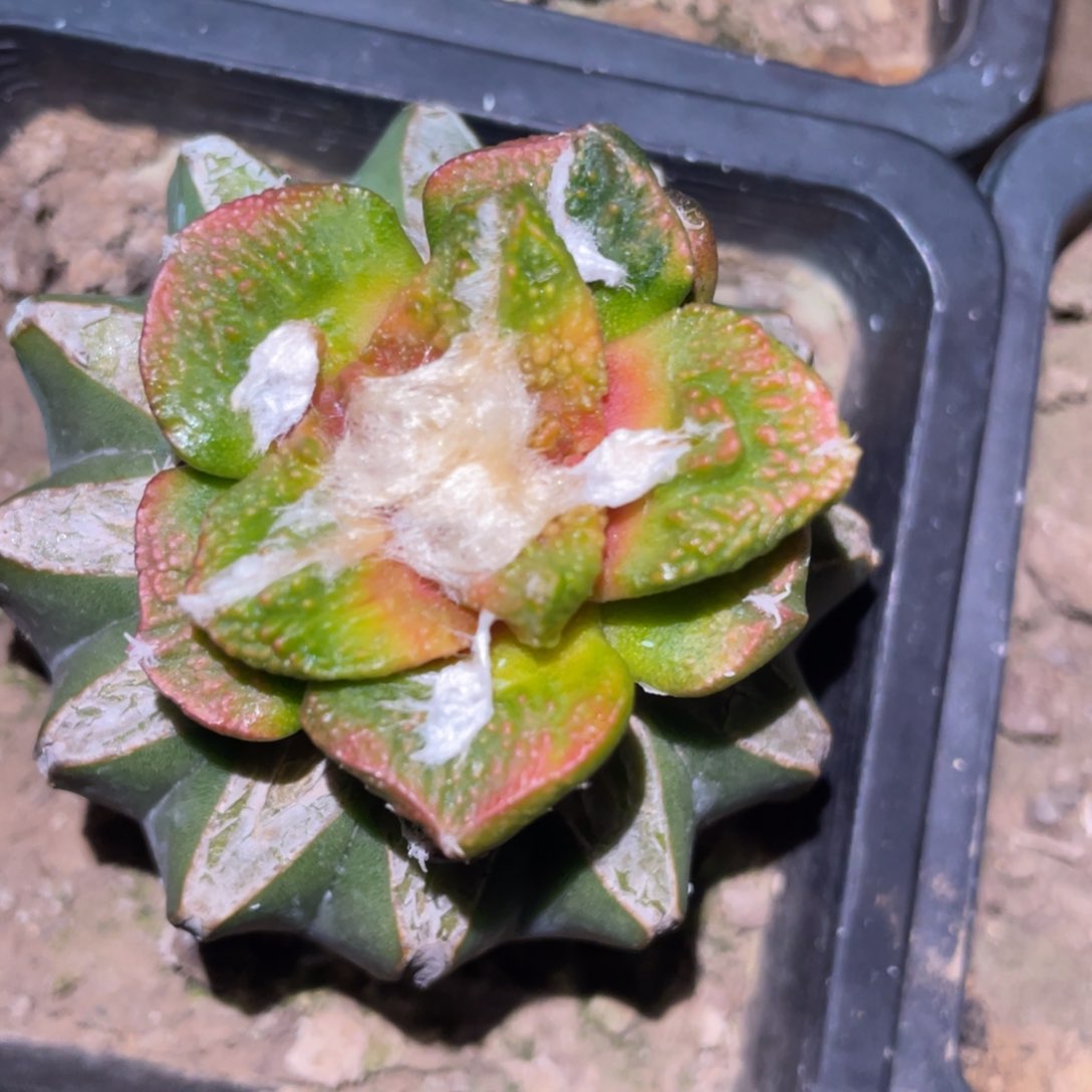 拉丝纹锦背犹菜花牡丹锦 仙人球