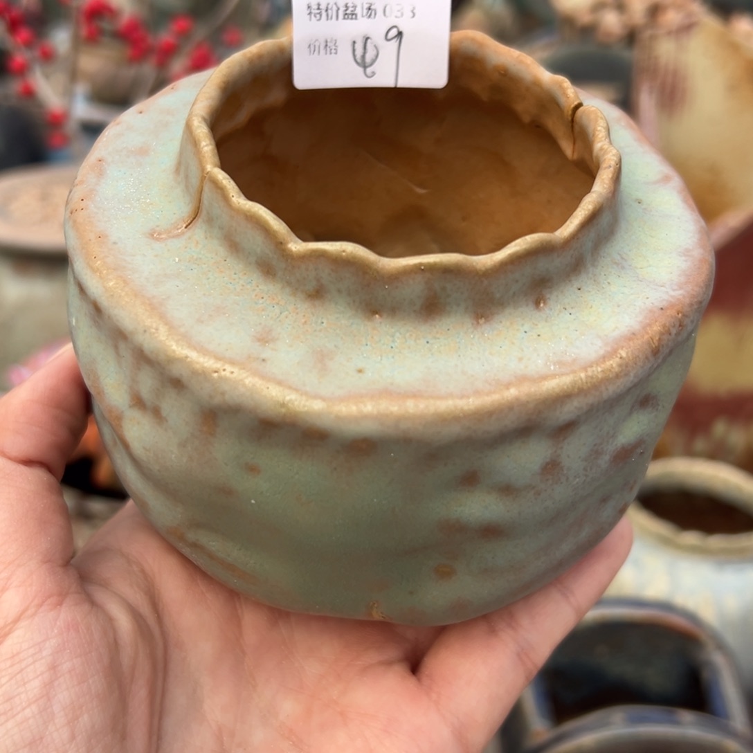 1987多肉植物孤品盆033