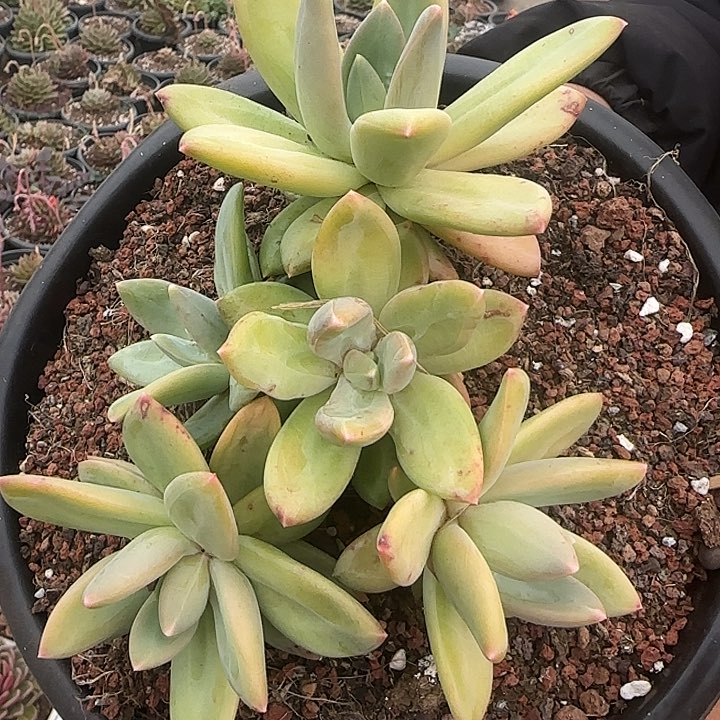 花时光精品多肉23