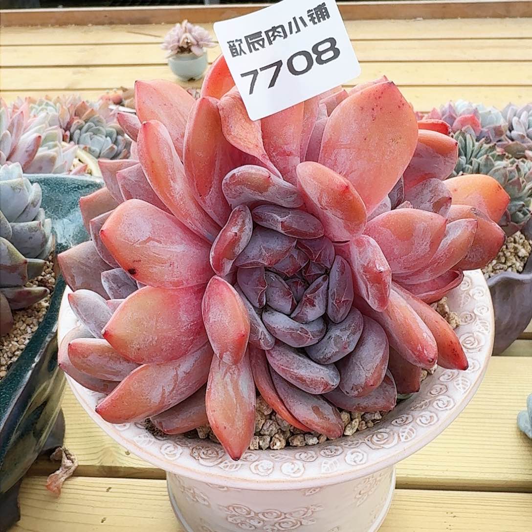 烟***川多肉植物石榴籽群7708