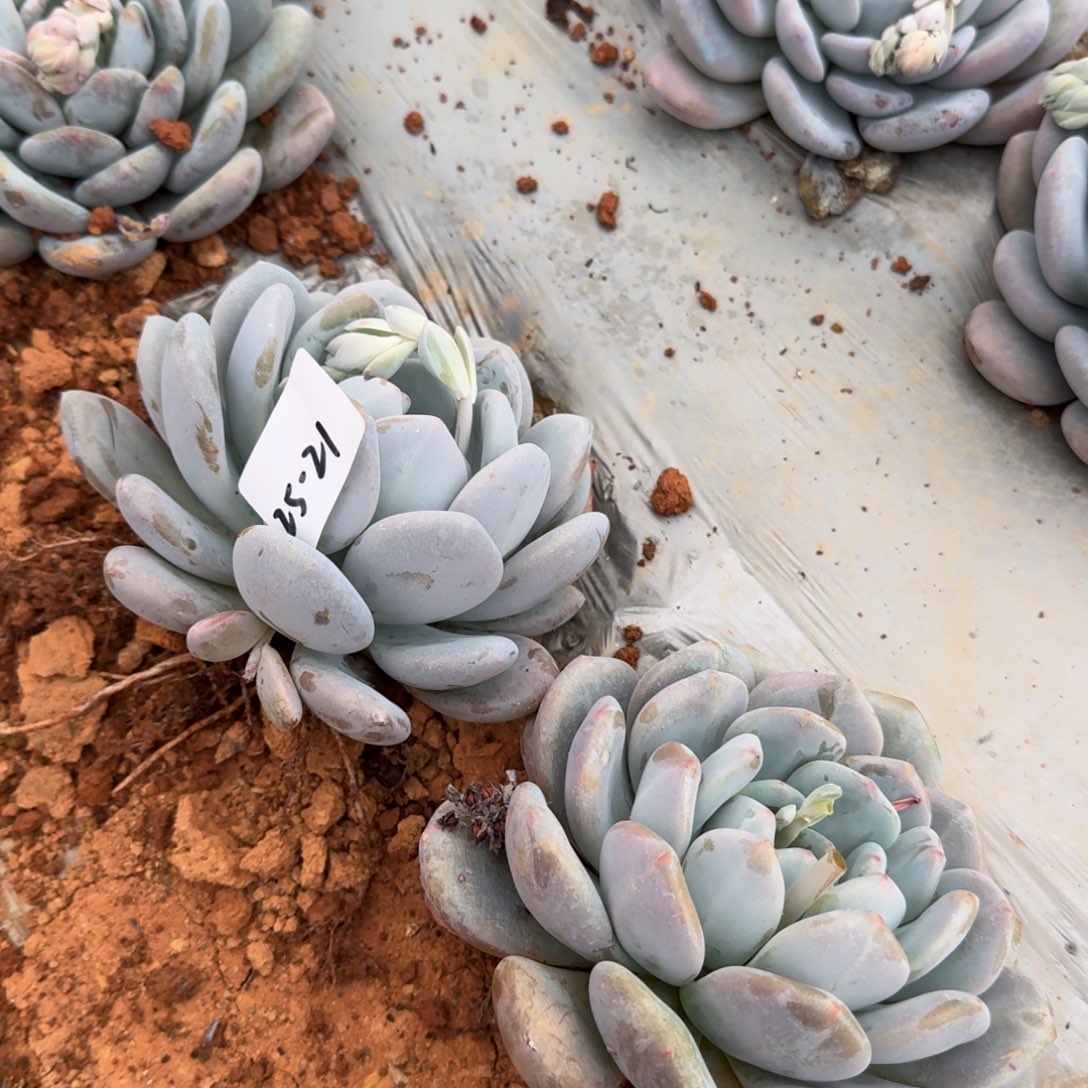 25-21雪莲美人两颗量拍