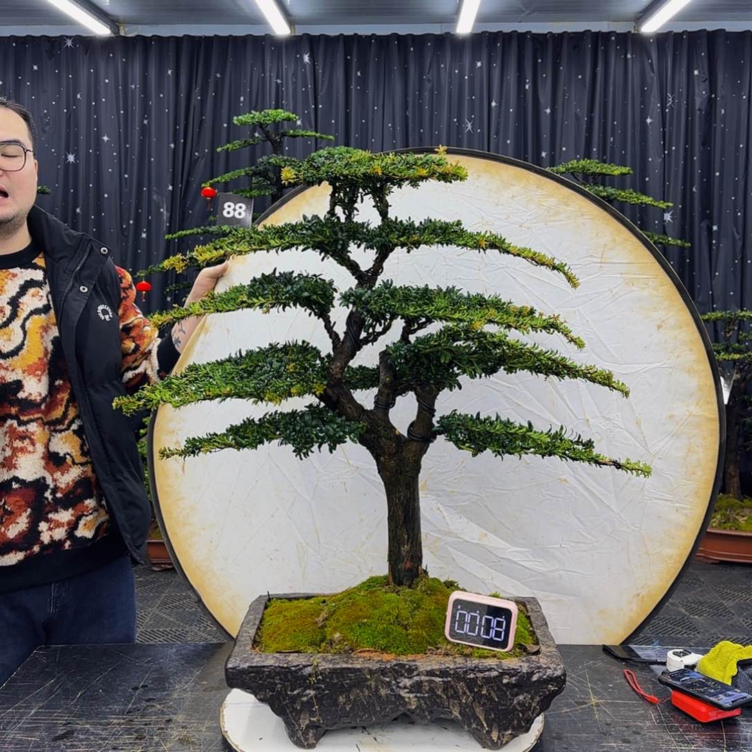 红芽罗汉松造型盆景