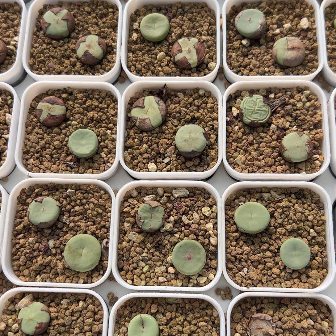 0000266量拍大型SUB红嘴3颗脱土发