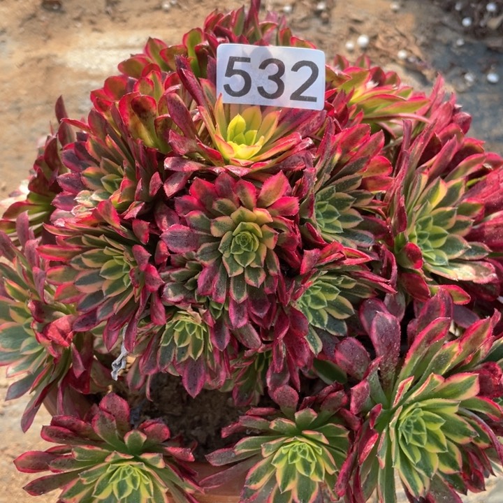 532多肉植物朝霞