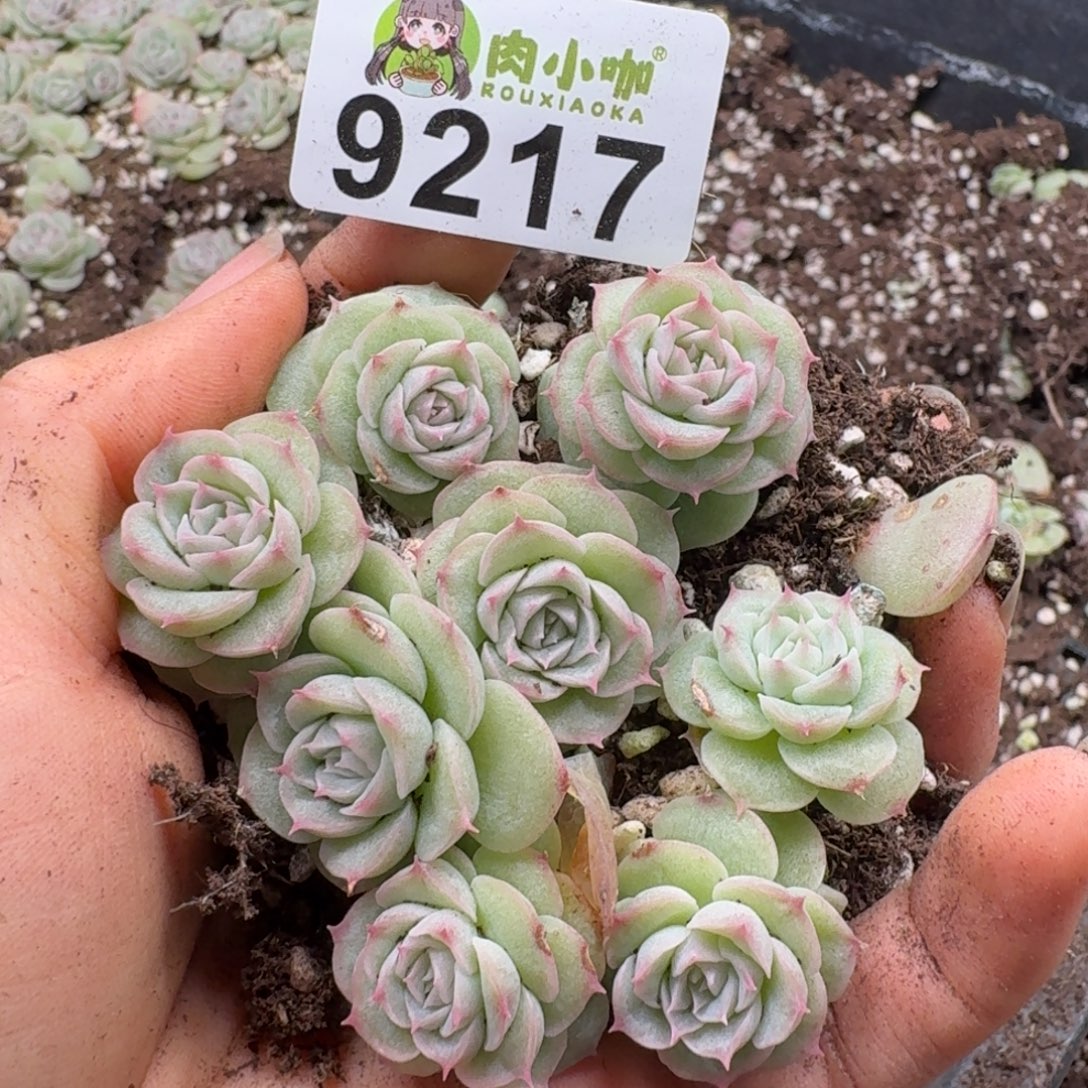 多肉植物多肉植物