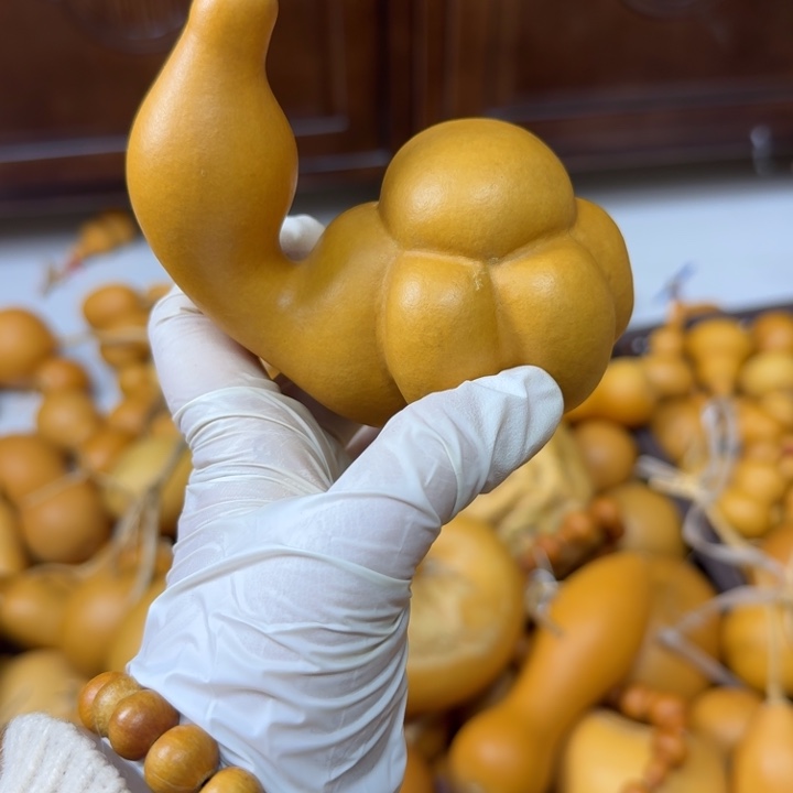 阳***照竹类老皮龟葫芦老皮