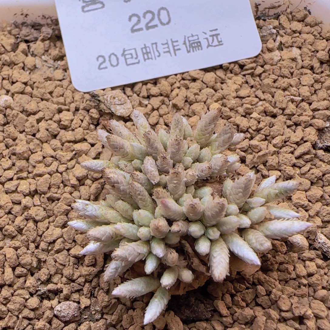 红花韧劲带盆土发货。     