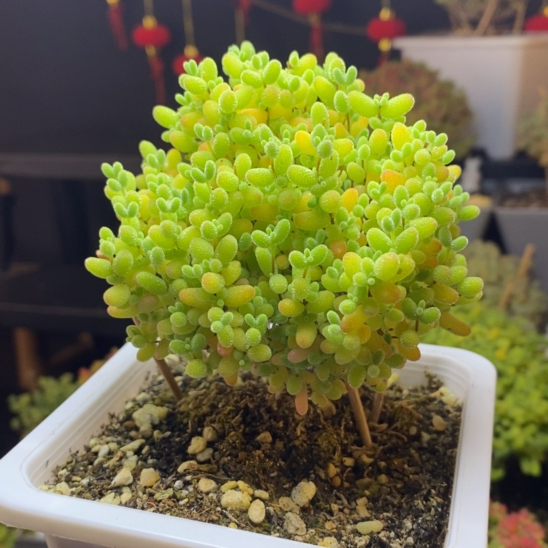 209号蜜橘糖球枝干