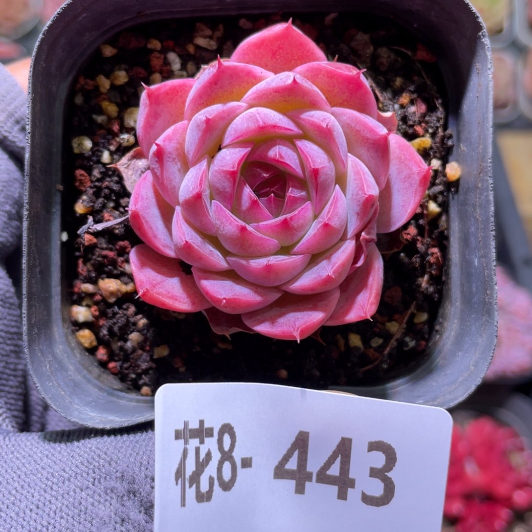 花利美8-443新品 