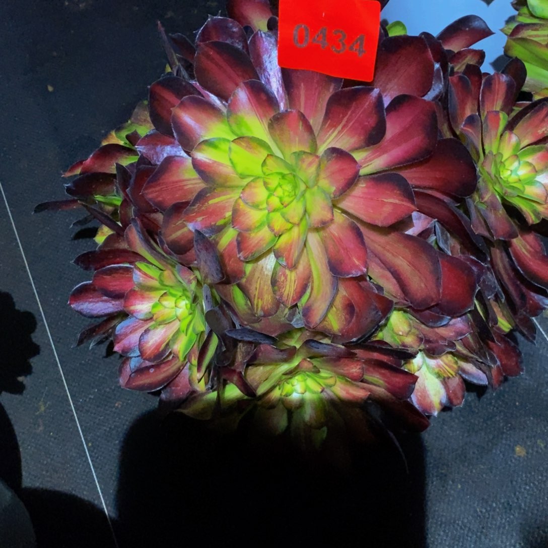 我***天0434多肉植物满江红