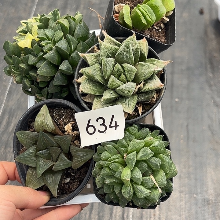 634 带盆玉露发货