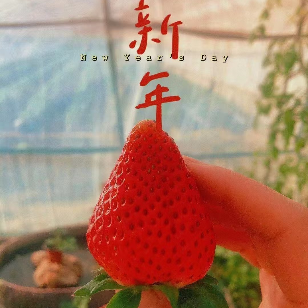 北京兴寿新鲜草莓头茬草莓采摘礼盒装香甜可口包邮到家