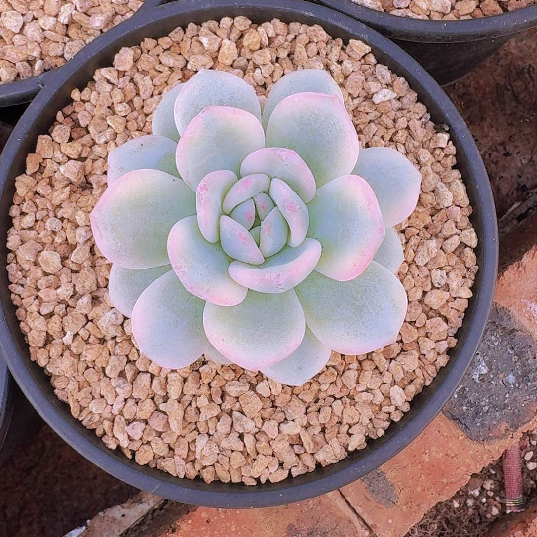 多肉植物橙梦露锦单头量拍一颗