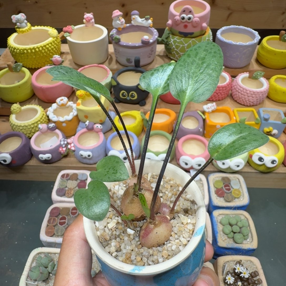 蘑菇234油点百合脱土发