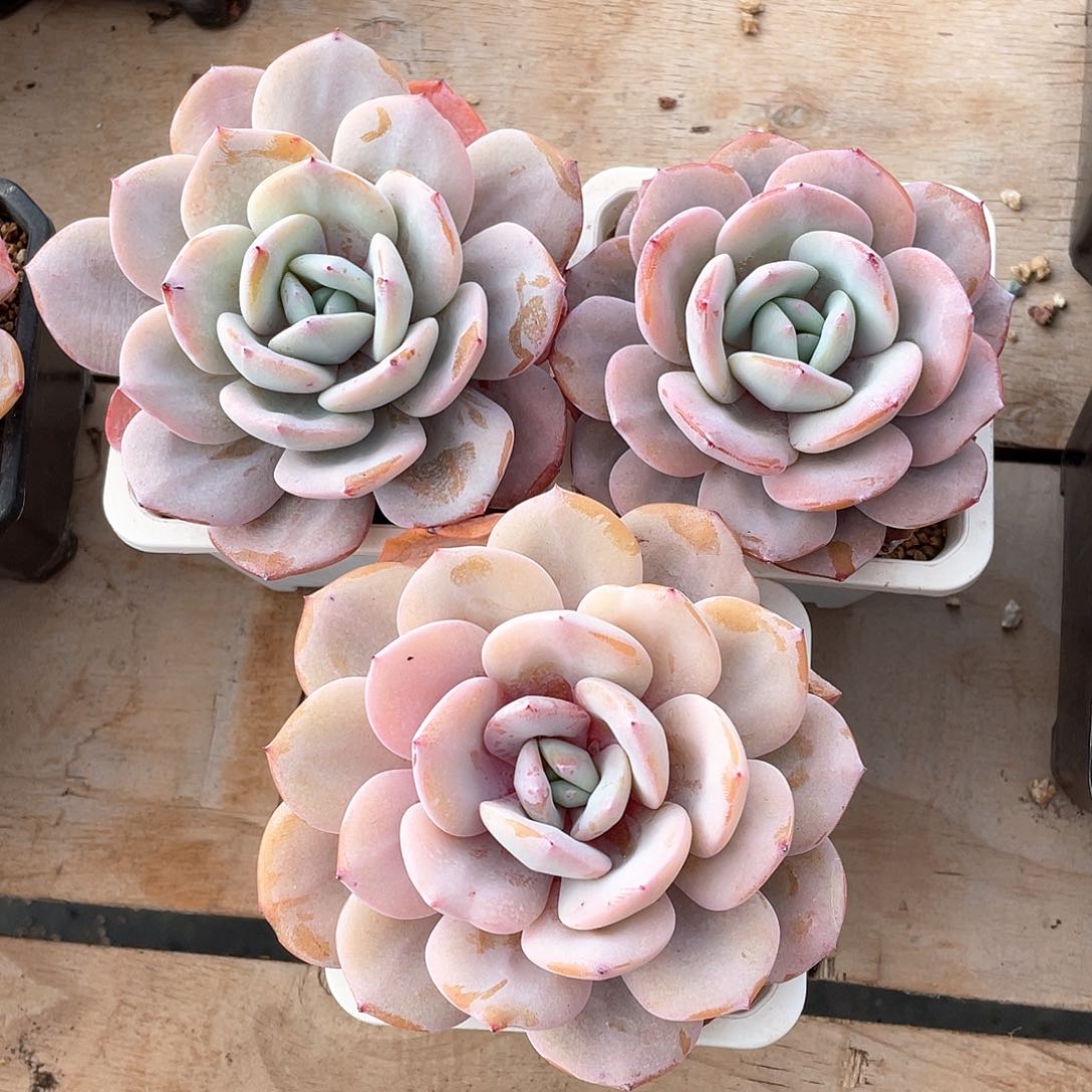 多肉植物多肉植物