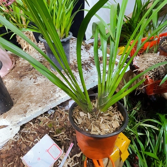 无花朵虎头啦虎王