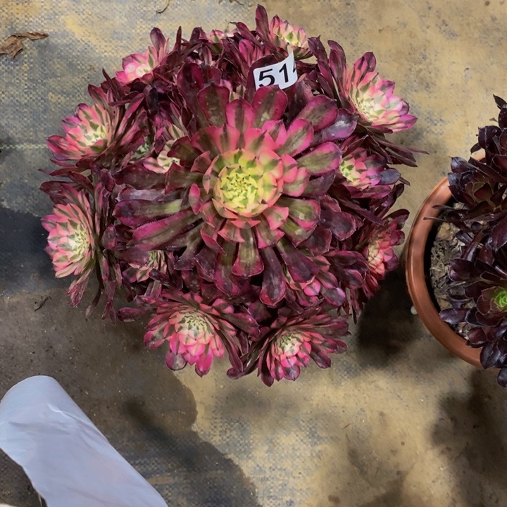 514 红铜壶超白锦