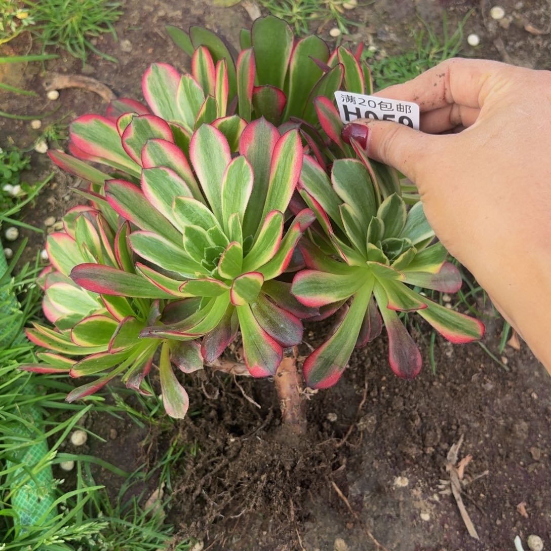 59多肉植物捧花的时候