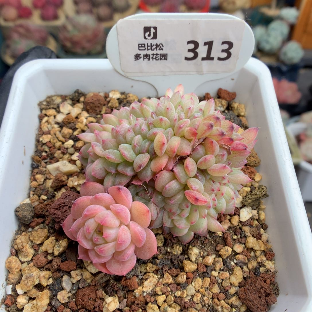 313 甘露缀多肉多肉