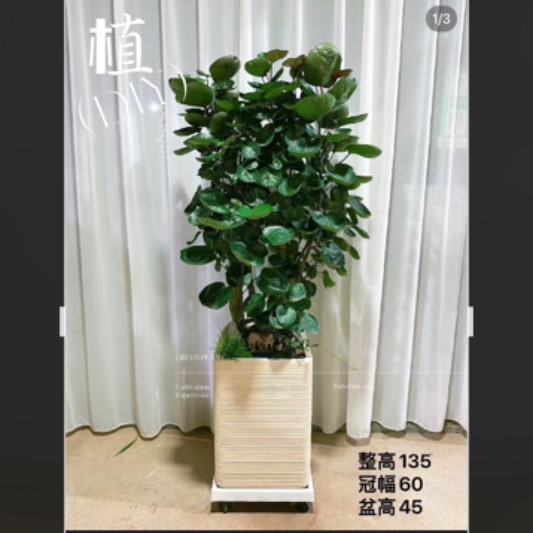 圆叶福禄桐